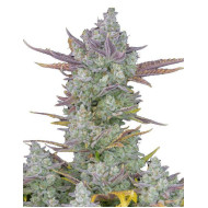 Gorilla Cookies Auto Fem