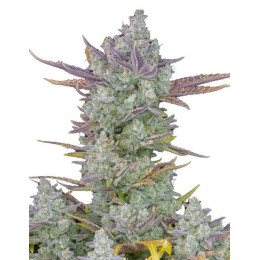 Gorilla Cookies Auto Fem Gorilla Cookies Auto Fem