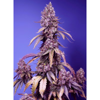 Black Muffin F1 Fast Version Fem