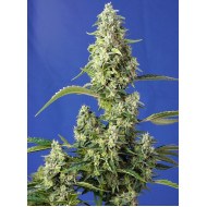 Gorilla Girl XL Auto Fem