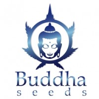 Buddha Seeds (3)