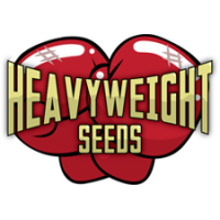 Heavyweight Seeds (3)